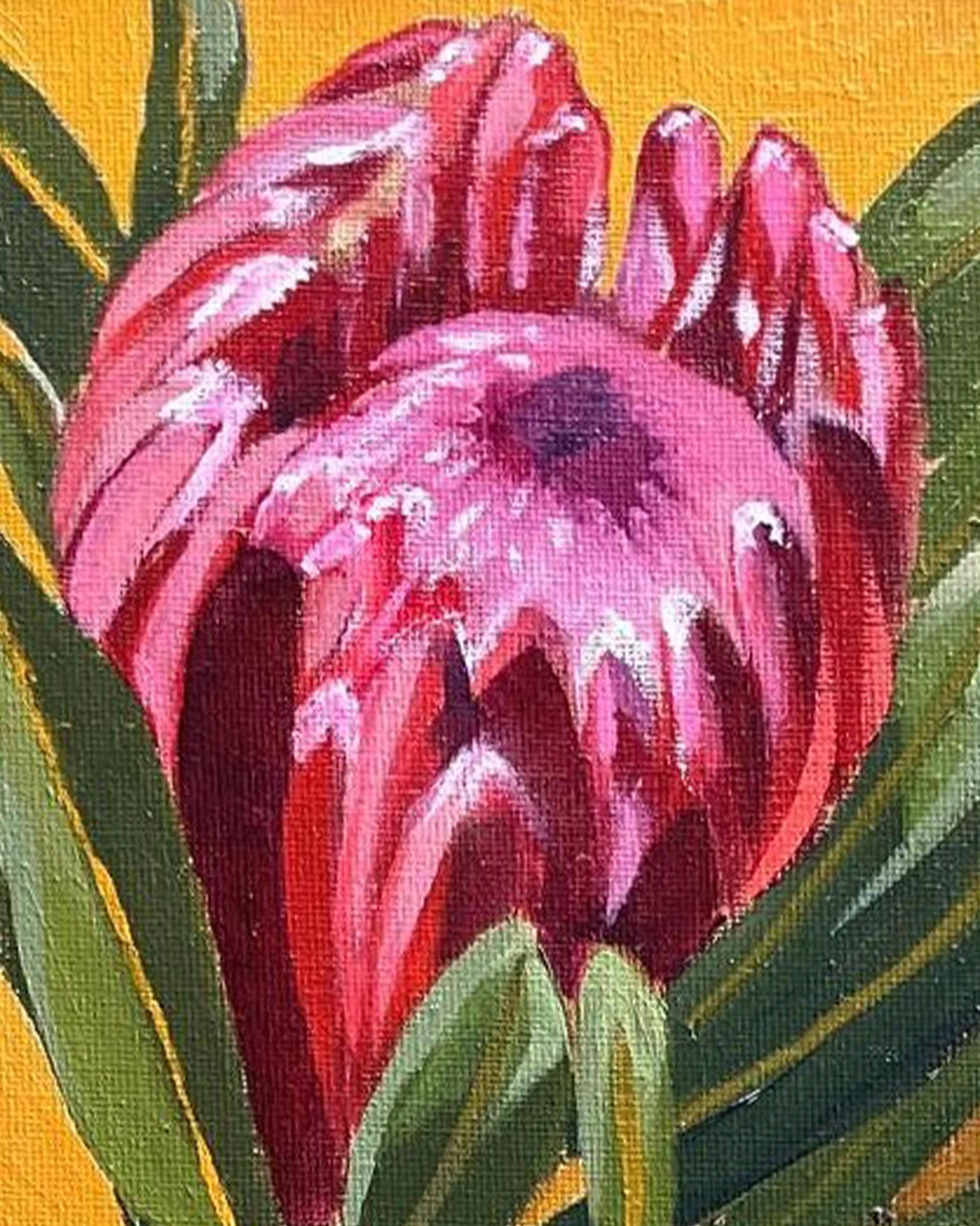 Protea from Ewan — view 2
